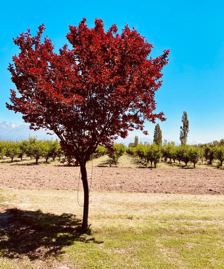 Vila El Lagar De Uco La Consulta Exteriér fotografie